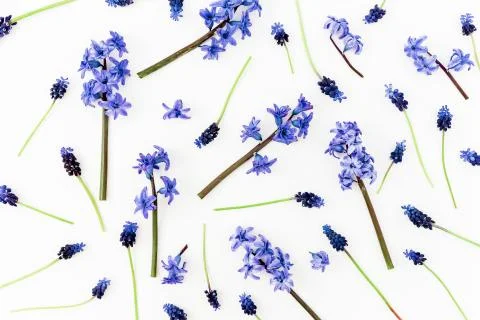 Pattern with blue flowers and petals on white background. Flat lay, top view. Stock-Fotos