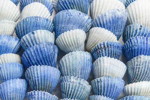 Pattern of blue shells in a row in a full frame stucture as a background P... Stock Photos