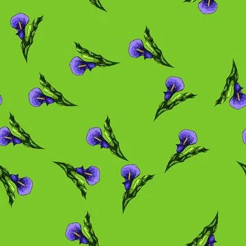 Pattern botanical calla lily sketch hand drawn イラスト素材