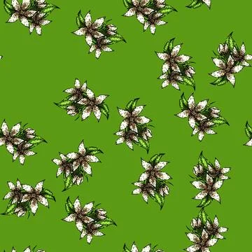 Pattern botanical jasmine sketch hand drawn 스톡 일러스트