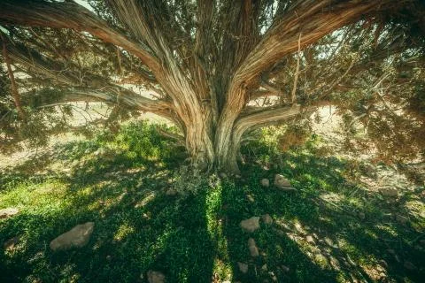 Pattern of branches and shadows of cypress tree on grass Stockfoto's