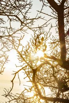 Pattern of branches and twigs silouetted against bright sun at dawn Stock Photos