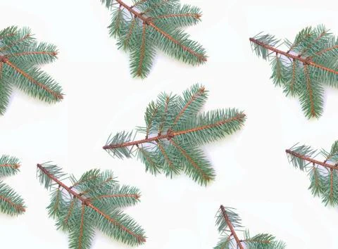 Pattern of branches of Christmas tree isolated on white background Stock Photos
