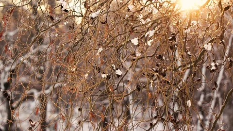 Pattern branches in the sun Stock Footage 101324933