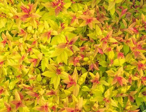 Pattern of bright multi-colored leaves of spring Japanese spirea Stock Photos