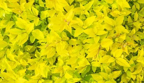 Pattern of bright yellow leaves of spring Japanese spirea Stock Photos