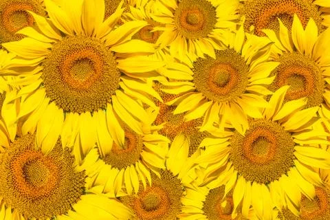 Pattern of bright yellow sunflowers Foto stock