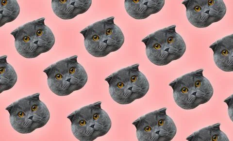 Pattern of british cat faces with on pastel pink color. Contemporary artwork. Stock Photos