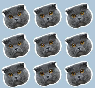 Pattern of british cat faces with white contour, on background of blue color. Stock Photos