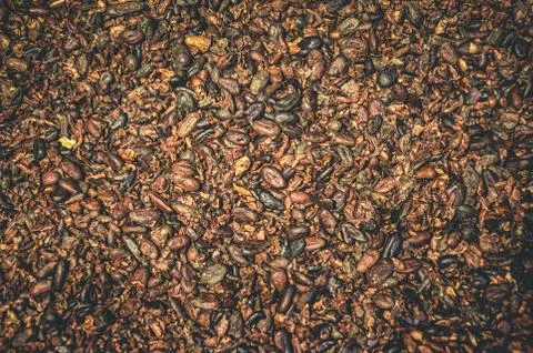 Pattern of brown cocoa beans background. Texture aromatic cocoa beans. Chocolate Stock Photos