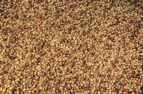 Pattern of brown peeled hazelnuts. Peeled nuts heap., texture Food and drinks 스톡 사진