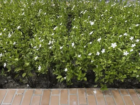 Pattern of building with brickwork for new construction of exterior 스톡 사진