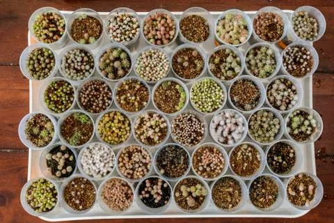 Pattern of Cactus seedling in plastic pots. Stock Photos