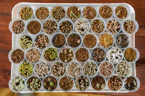 Pattern of Cactus seedling in plastic pots. Stock Photos