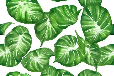 Pattern of Caladium multicolored leaves Stock Illustration