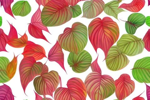 Pattern of Caladium multicolored leaves Stock Illustration