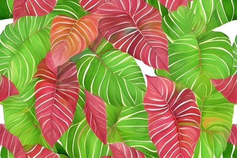 Pattern of Caladium multicolored leaves Stock Illustration