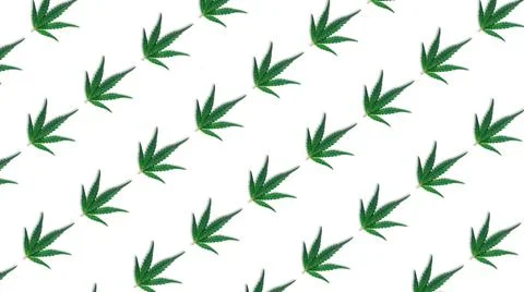 Pattern of Cannabis indica leaf, green hemp leafs on white background Stock Illustration