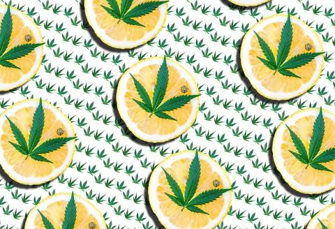 Pattern with Cannabis or hemp leafs with lemon, Marijuana terpenes concept 스톡 일러스트