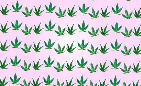 Pattern with Cannabis or hemp leafs on pink background Stock Illustration