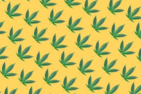 Pattern with Cannabis or hemp leafs on yellow background Pattern with Cann... Stock Photos