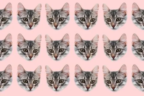 Pattern of cat faces on pastel pink background. Contemporary artwork collage. Stock Photos