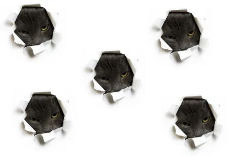 The pattern of the cat peeks out into the holes on the white background. Foto stock