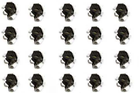 The pattern of the cat peeks out into the holes on the white background. Stock Photos