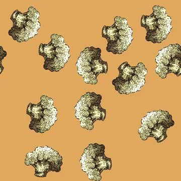 Pattern cauliflower white fresh sketch hand drawn Stock Illustration