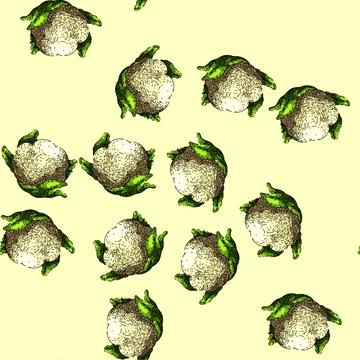 Pattern cauliflower white organic sketch hand drawn Stock Illustration