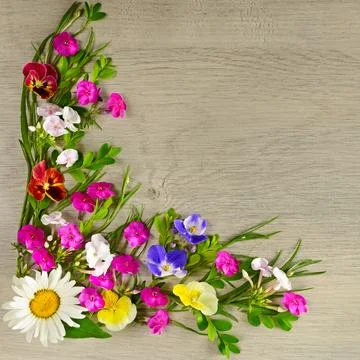 Pattern of chamomiles, phlox and violets on a beautiful gray background. Fr.. Foto stock