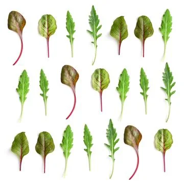 Pattern from chard  and arugula salad leaves Fotos Stock