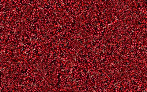 Pattern cherry background Stock Illustration