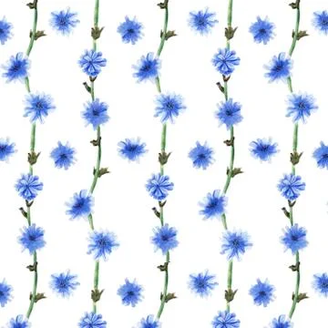 Pattern of chicory flowers in watercolor Stock Illustration
