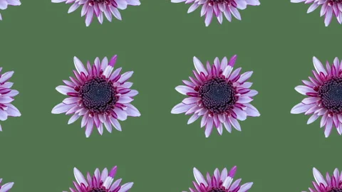 Pattern with chrysanthemum pattern on a green background. Minimal motion graphic Video stock 147551247