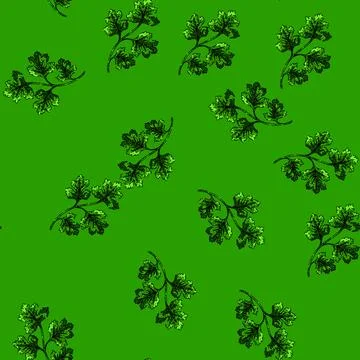 Pattern cilantro coriander sketch hand drawn Stock Illustration