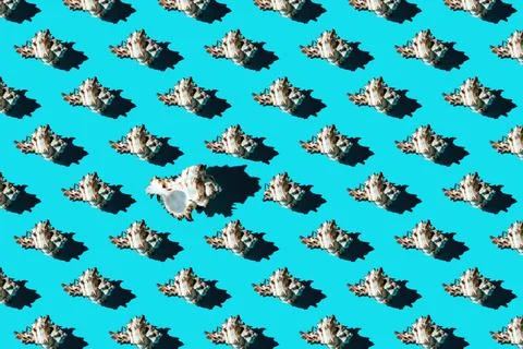 Pattern of clam shells on a cyan background. Stock Photos