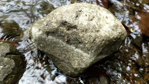 Pattern of clear water flow in the rock 38 Stock Footage 208545978