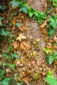 Pattern of climbing plants on palm 스톡 사진