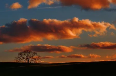 A pattern of clouds and trees at sunset Stock Photos