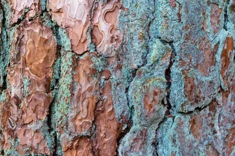 Pattern of coarse tree bark with green blue and brown colors Foto stock