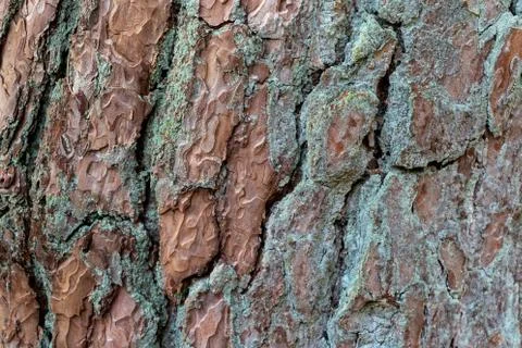 Pattern of coarse tree bark with green blue and brown colors Stock Photos
