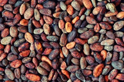 Pattern of the cocoa bean Stock Photos