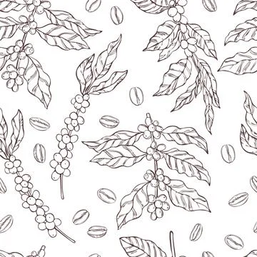 Pattern with  coffee  plants and beans. Illustrazione stock