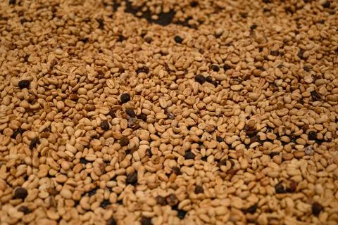 Pattern coffee pure drying beans close up view Stock Photos