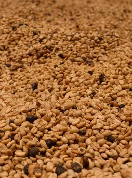 Pattern coffee pure drying seeds macro view Stock Photos