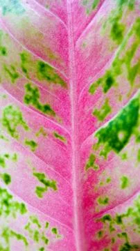 The pattern of the colorful leaf such as pink , green and white for abstract  Stock Photos