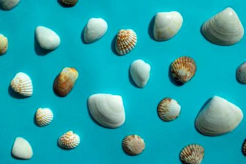 Pattern of colorful sea shells on blue background. Top view Stock Photos