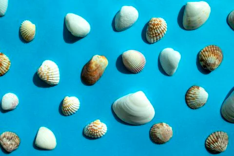 Pattern of colorful sea shells on blue background. Top view Stock Photos