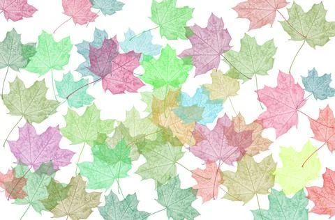 Pattern of colorful translucent maple leaves, bright abstract autumn backgr.. Stock Photos